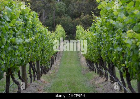 Blick im Sommer durch die grünen, üppigen Weinreben eines Weinbergs oder Weinguts auf der Mornington Peninsula in Australien Stockfoto