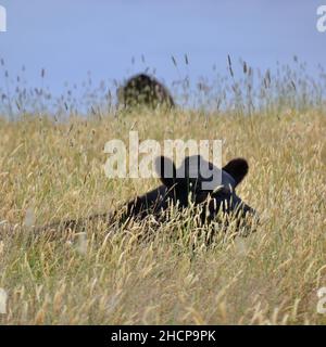 Ein schwarzer Angus-Stier, der auf einem Feld aus langem, gelbem, trockenem Gras liegt und an einem heißen, sonnigen Tag in Australien nur seine Ohren durchscheint Stockfoto