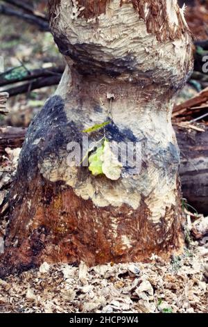 Forstwirtschaft, Waldökologie und Waldwirtschaft. Ein ungewöhnlicher Fall von europäischer Eiche (Quercus robur), die von Bibern genagt wird, da sich der Biber nicht von Eichenrinde ernährt, Stockfoto