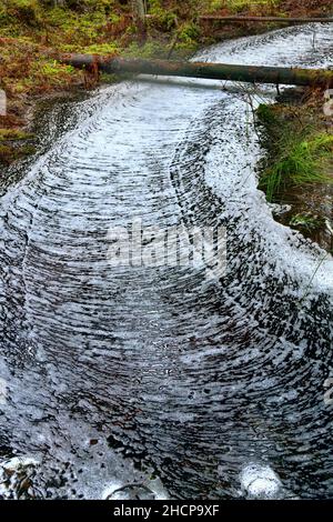 Waldwunder. Der ruhige Waldbach ist mit einem gerippten Kreuzmuster aus Schaum bedeckt, Wasserstraße wie eine weiße Straße. Northland Urwald, Bosom Stockfoto