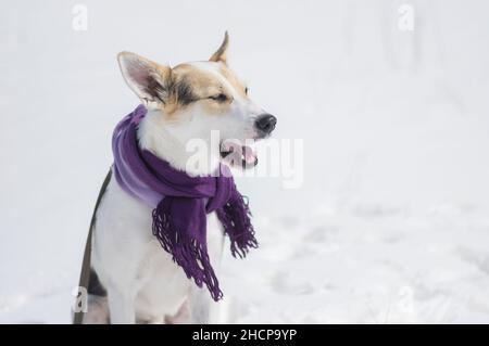 Schönes Porträt eines weißen Mischlingshundes im Freien, der sich gähnt, während er an sonnigen Wintertagen auf einem Schnee sitzt Stockfoto