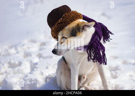 Schönes Outdoor-Portrait eines weißen Mischlingshundes mit Bettdecke und Pelzmütze, während er auf Winterschnee sitzt Stockfoto