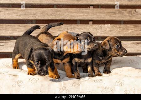 Vier einen Monat alte braune brinmellige Jack Russell Welpen, die auf einer Gartenbank stehen. Zum ersten Mal in der Sonne. Tierthemen, selektiver Fokus, B Stockfoto