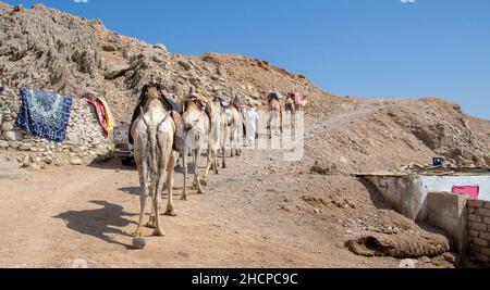 Kamelkarawane für Touristen. Eine Kamelback-Beduinen-Safari in Dahab. Ägypten. Stockfoto