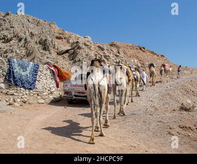 Kamelkarawane für Touristen. Eine Kamelback-Beduinen-Safari in Dahab. Ägypten. Stockfoto