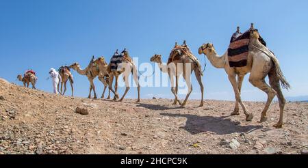 Kamelkarawane für Touristen. Eine Kamelback-Beduinen-Safari in Dahab. Ägypten. Stockfoto