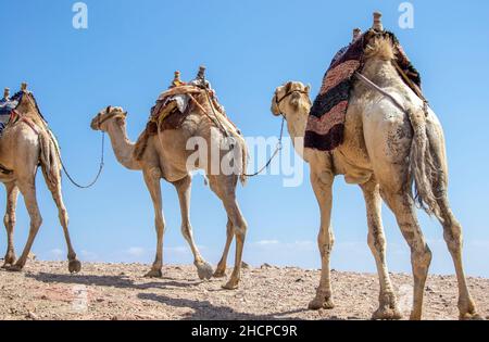 Kamelkarawane für Touristen. Eine Kamelback-Beduinen-Safari in Dahab. Ägypten. Stockfoto