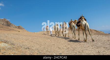 Kamelkarawane für Touristen. Eine Kamelback-Beduinen-Safari in Dahab. Ägypten. Stockfoto