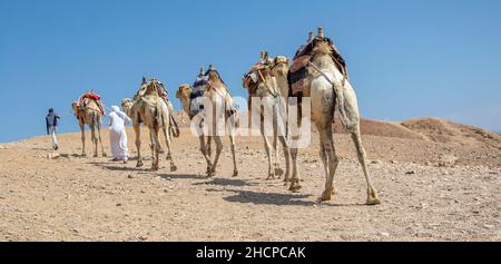 Kamelkarawane für Touristen. Eine Kamelback-Beduinen-Safari in Dahab. Ägypten. Stockfoto