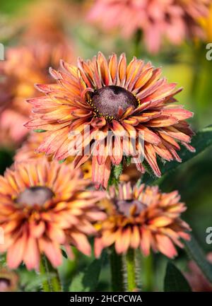 Rudbeckia 'Flamenco Dark Orange', Black-Eyed Susan 'Flamenco Dark Orange'. Dunkelorange Doppelblüten Stockfoto