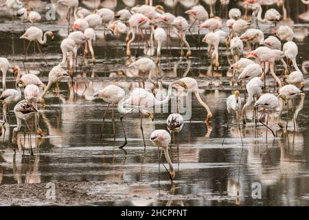 Eine große Herde von Großflamingos (Phoenicopterus roseus) ernährt sich auf einigen Reisfeldern in der Nähe der portugiesischen Stadt Coimbra. Stockfoto