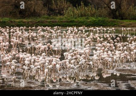 Eine große Herde von Großflamingos (Phoenicopterus roseus) ernährt sich auf einigen Reisfeldern in der Nähe der portugiesischen Stadt Coimbra. Stockfoto