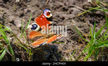 Nahaufnahme eines schönen Pfauenschmetterlings (Aglais io) Stockfoto