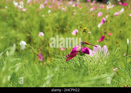 die fliege thronte auf einer violetten Blume Stockfoto