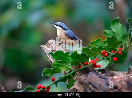 Eurasischer Nuthatch sammelt Nüsse zum Zwischenspeichern Stockfoto