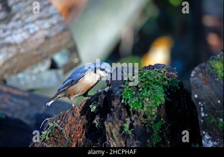 Eurasischer Nuthatch sammelt Nüsse zum Zwischenspeichern Stockfoto