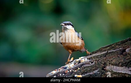 Eurasischer Nuthatch sammelt Nüsse zum Zwischenspeichern Stockfoto