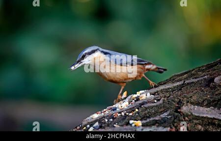 Eurasischer Nuthatch sammelt Nüsse zum Zwischenspeichern Stockfoto