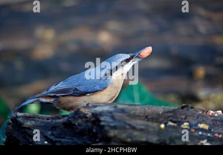 Eurasischer Nuthatch sammelt Nüsse zum Zwischenspeichern Stockfoto