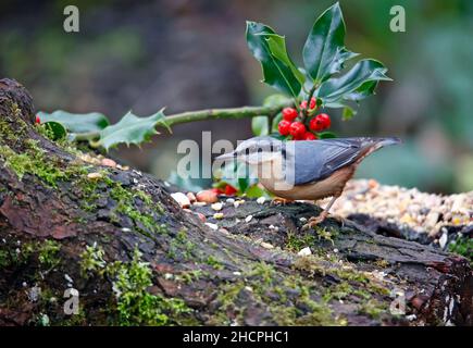 Eurasischer Nuthatch sammelt Nüsse zum Zwischenspeichern Stockfoto