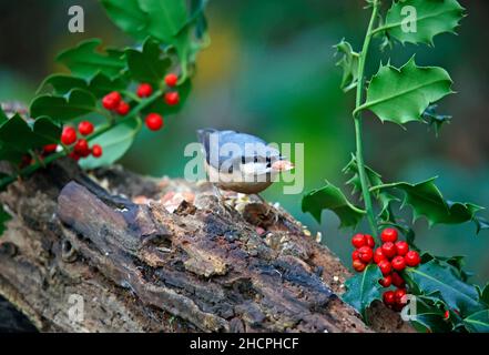 Eurasischer Nuthatch sammelt Nüsse zum Zwischenspeichern Stockfoto