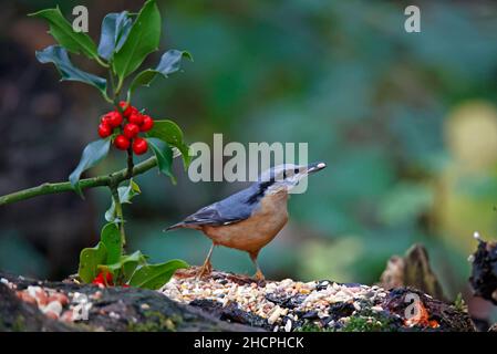 Eurasischer Nuthatch sammelt Nüsse zum Zwischenspeichern Stockfoto