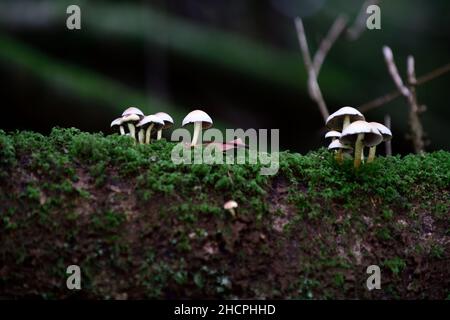 Pilze auf einem Baumstamm, Toadstools auf einem Baumstamm, Pilze wachsen auf Baumstumpf, Fäule, Verfall, Krankheit, Pilzproblem, Pilzbaumproblem, Gartenprobel Stockfoto