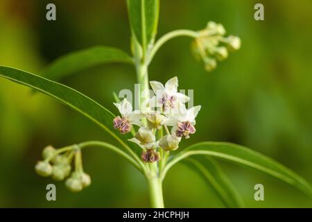 Gomphocarpus physocarpus, allgemein bekannt als haarige Kugeln, Ballonpflanzen, Ballon-Baumwolle-Busch, Bishop's balls, Nailhead, Oder Schwanenpflanze. Stockfoto