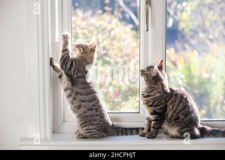 Zwei Kätzchen, die auf einer Fensterbank sitzen und mit dem venezianischen Blindenstab/-Steuerung spielen Stockfoto