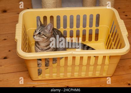Tabby Katze sitzt in einem Wäschekorb Stockfoto