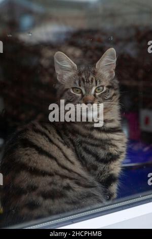 Portrait von Cat Blick durch Fenster Stockfoto