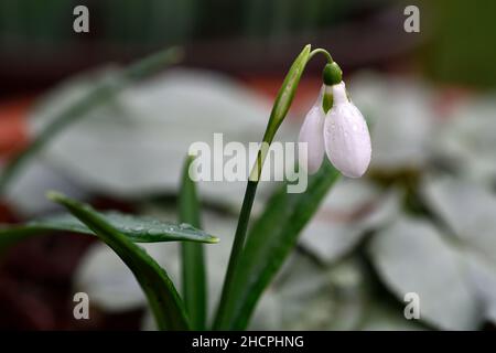 Galanthus plicatus drei Schiffe, Schneeglöckchen, weiße Blumen, Blumenzwiebeln, Schneeglöckchen, früh blühender Schneeglöckchen, weihnachtsblüte, Sammler Schneeglöckchen, r Stockfoto