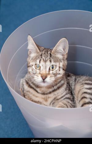 Katze sitzt in einem Papierkorb Stockfoto