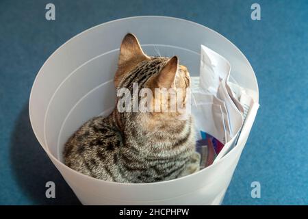 Katze sitzt in einem Papierkorb Stockfoto