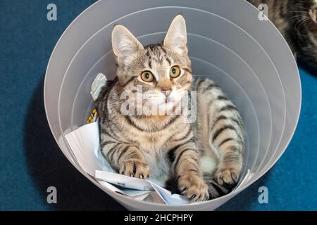 Katze sitzt in einem Papierkorb Stockfoto