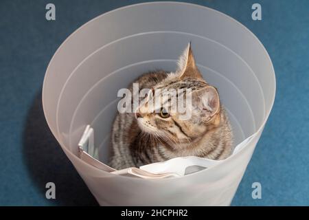 Katze sitzt in einem Papierkorb Stockfoto