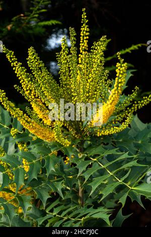 Mahonia japonica ist ein immergrüner Strauch, der im Winter blüht Stockfoto