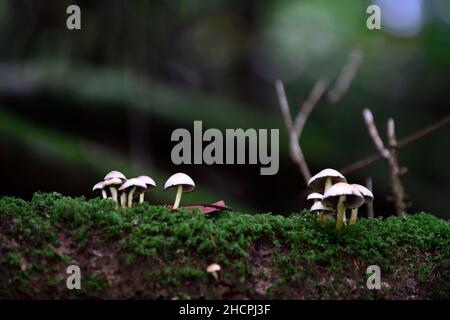 Pilze auf einem Baumstamm, Toadstools auf einem Baumstamm, Pilze wachsen auf Baumstumpf, Fäule, Verfall, Krankheit, Pilzproblem, Pilzbaumproblem, Gartenprobel Stockfoto