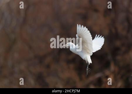 Kuhreiher Bubulcus ibis beim Stanzen oder Fliegen Stockfoto