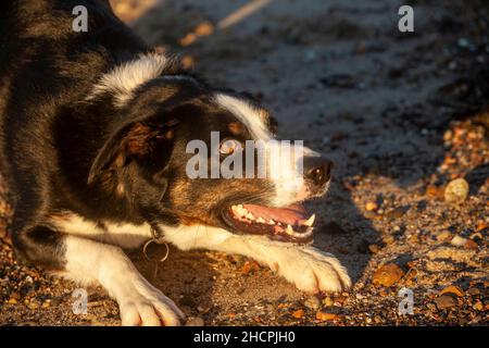 Ein Mischlingshund mit vielen Border Collie in ihm, der darauf wartet, dass ein Stock geworfen wird. Stockfoto