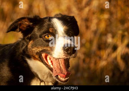 Ein Mischlingshund mit vielen Border Collie in ihm, der darauf wartet, dass ein Stock geworfen wird. Stockfoto