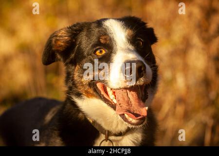 Ein Mischlingshund mit vielen Border Collie in ihm, der darauf wartet, dass ein Stock geworfen wird. Stockfoto