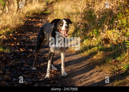 Ein Mischlingshund mit vielen Border Collie in ihm, der darauf wartet, dass ein Stock geworfen wird. Stockfoto