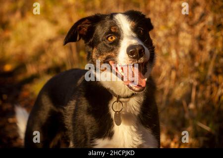 Ein Mischlingshund mit vielen Border Collie in ihm, der darauf wartet, dass ein Stock geworfen wird. Stockfoto
