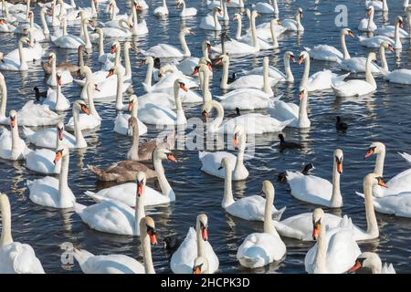 England, Dorset, Abbotsbury, Ein Schwein von Mute Swans in Abbotsbury Swannery Stockfoto