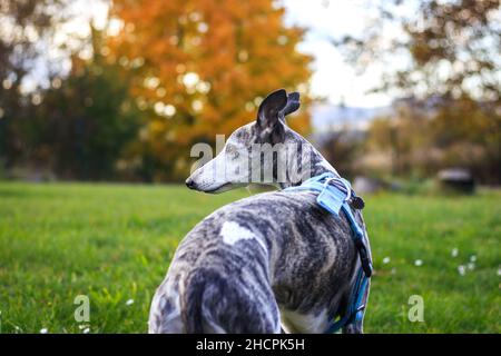 Greyhound-Hund. Whippet im Tiergeschirr im Freien Stockfoto