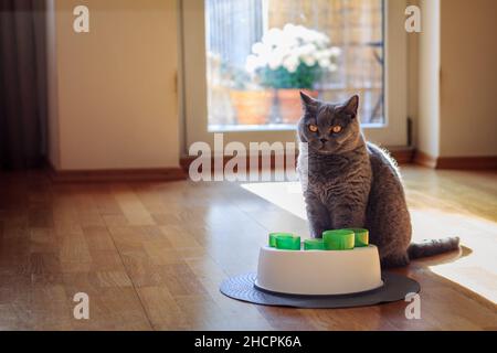 Britische Kurzhaarkatze mit ihrem Katzenspielzeug im Wohnzimmer Stockfoto