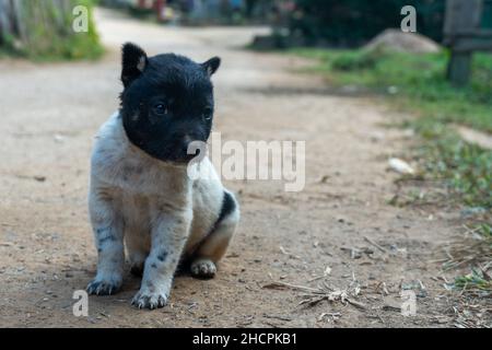 Kleiner Welpe im Huai Hillside Village, einem ländlichen Norden Thailands in der Nähe der Grenze zu Myanmar Stockfoto