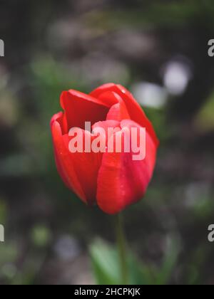 Details zur geringen Schärfentiefe (selektiver Fokus) mit roten Tulpen an einem sonnigen Frühlingstag. Stockfoto