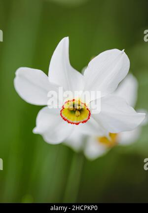 Details zur geringen Schärfentiefe (selektiver Fokus) mit einer weißen Narzissenblume (Narcissus) an einem sonnigen Frühlingstag. Stockfoto